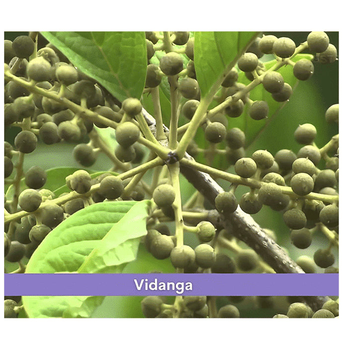 Minature Vidanga Powder