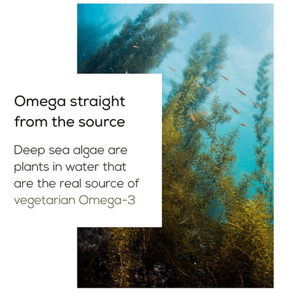 TrueBasics 100% Vegetarian Omega 3 Soft Capsule