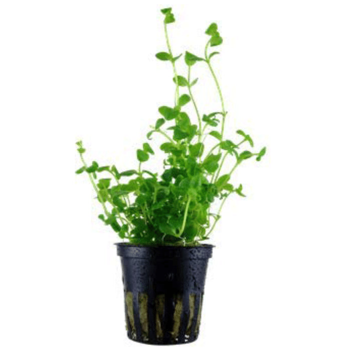 EN Health Bacopa Gold 450mg Plantcap