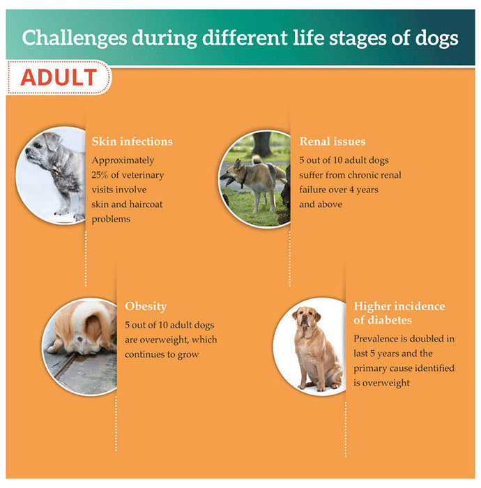 Himalaya Healthy Pet Food for Adult Dogs | With Omega 3 & 6 for Shiny Coat, Kidney Support & Energy | Meat & Rice