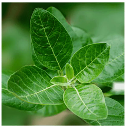 Solgar Ashwagandha & Saffron Stress & Anxiety Relief Tablet